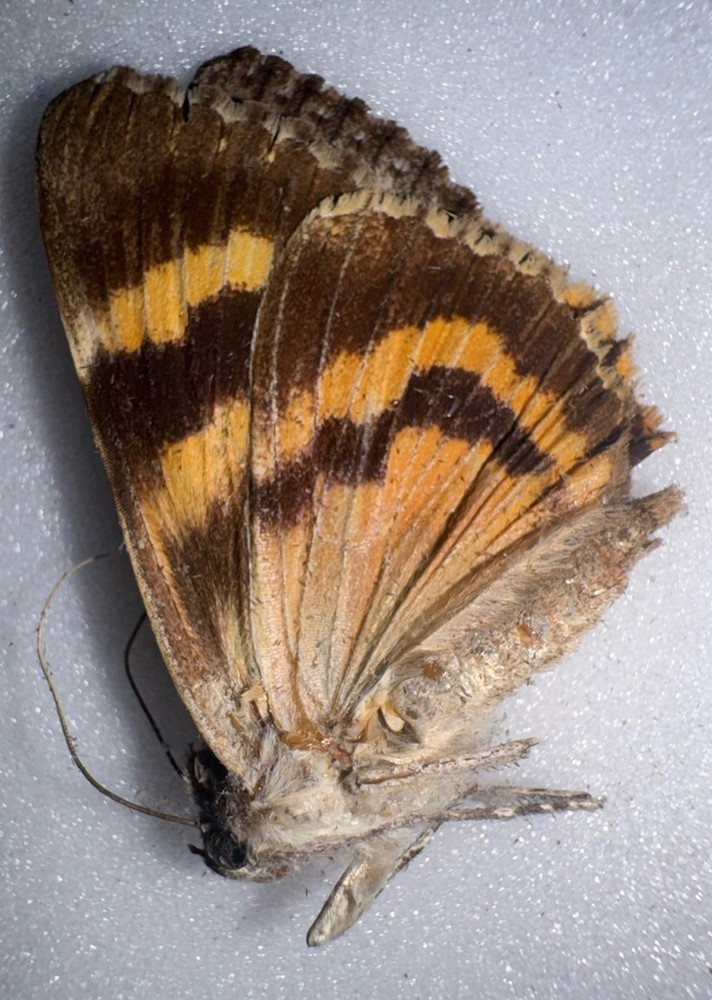 JS6 - YELLOW CATACOLA UNDERWING MOTH - 15