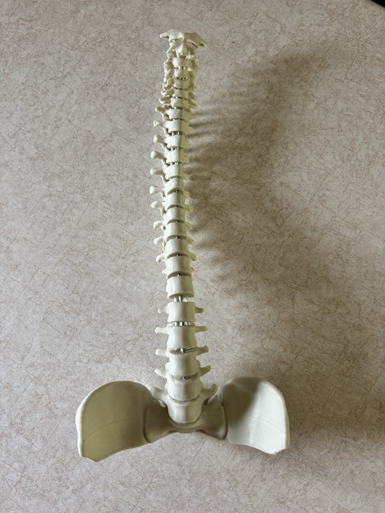 3D Printed Spine - Anatomically Correct Model