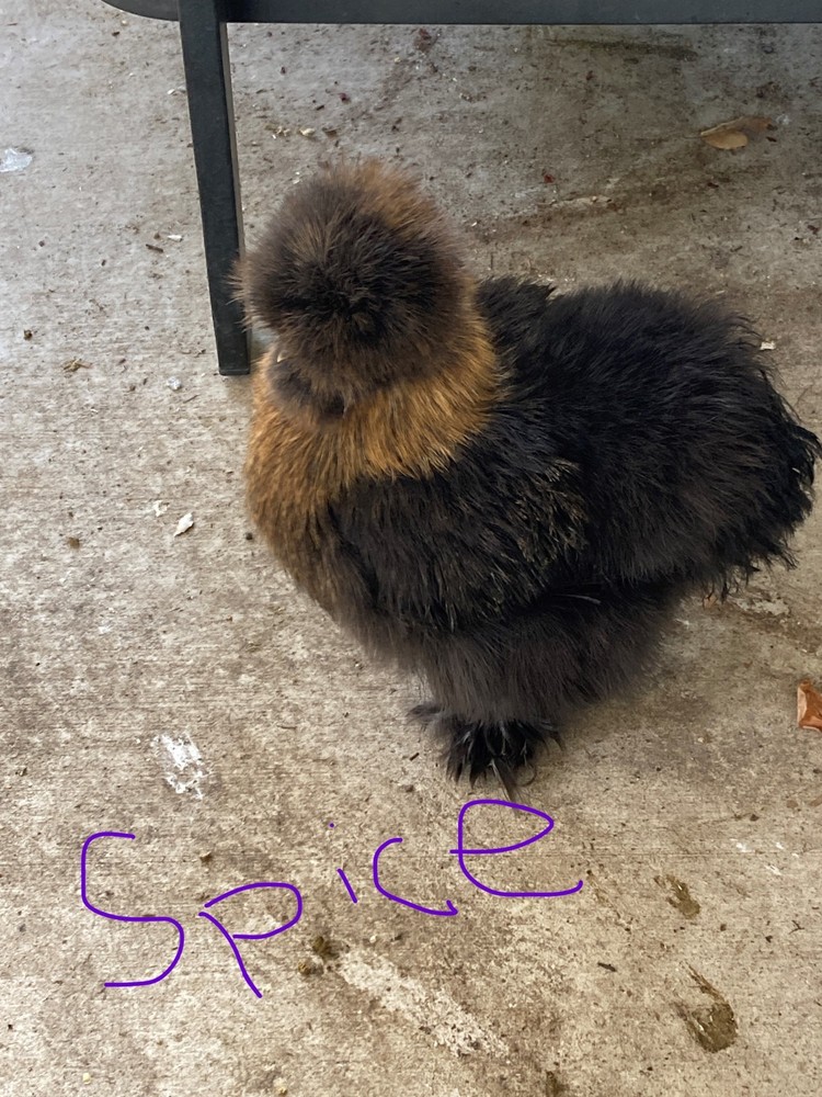 18 Silkie, Satin, Frizzle Hatching Eggs