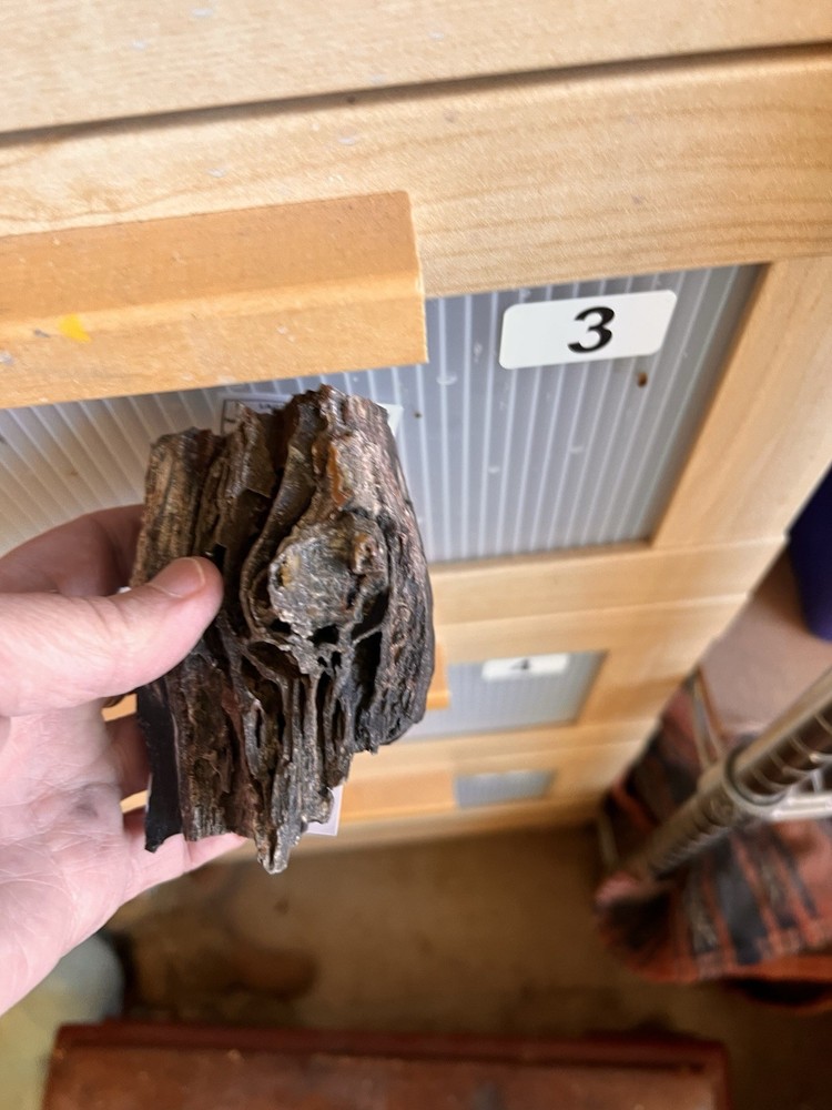 Ball Ranch Petrified Wood D3