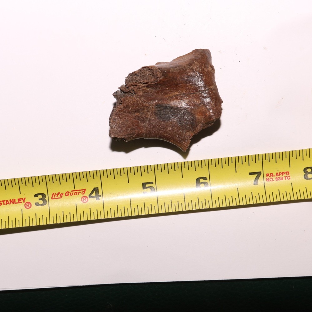 Dinosaur Vertebra Process - Fossil - Bone - Hell Creek Formation Cretaceous