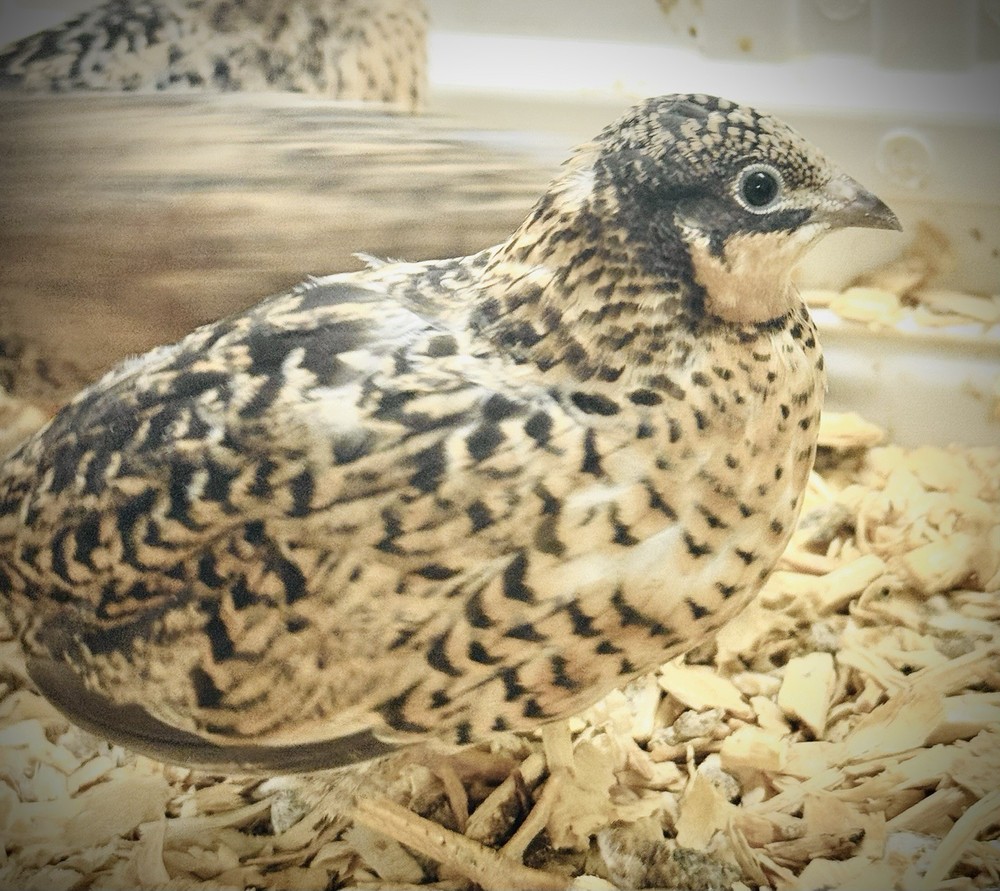 40+ Button Quail Hatching Eggs Multiple Colors