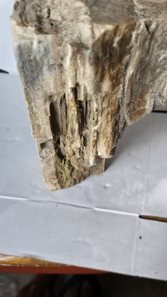 Petrified Wood