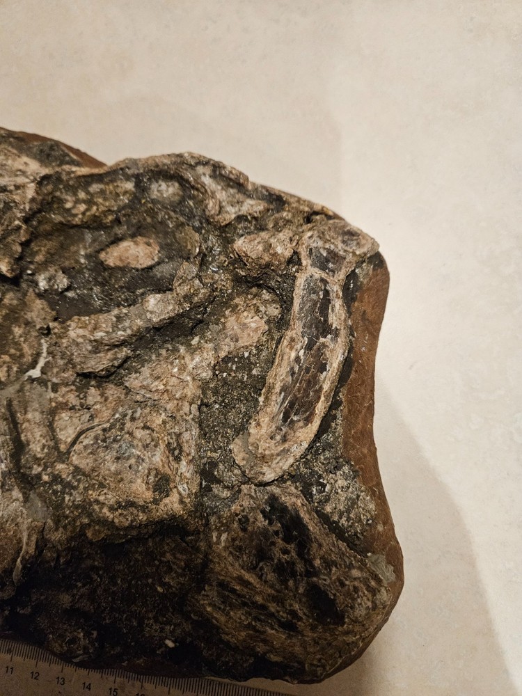 Xiphactinus fossil skull