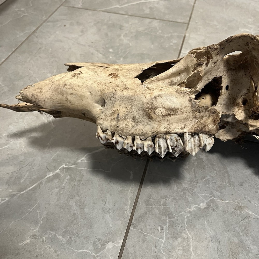 Genuine Weathered Elk Antlers/Mount- Rustic Decor