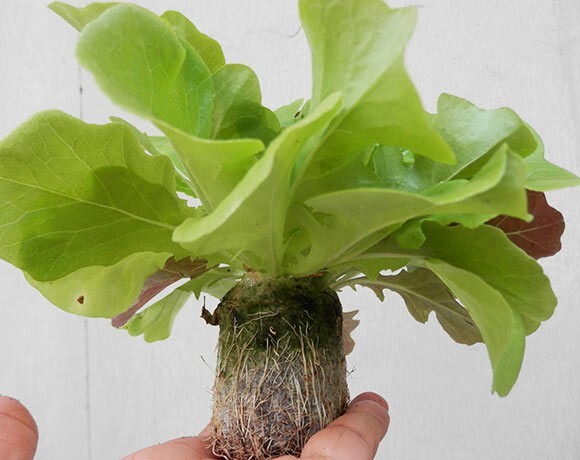 20Pcs Grow Pellet Coco Pith Biodegradable Coir Disc Coco Peat Seeds Starter