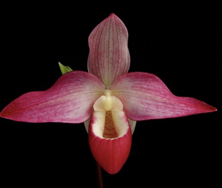 Phragmipedium Kelly Nash