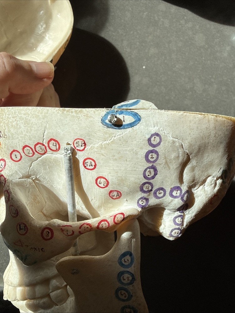 Replica Human Skull Anatomical Model with Removable Skull Cap