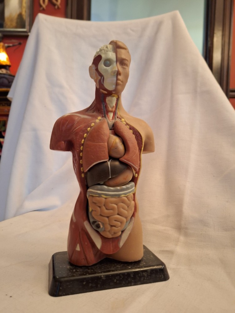 12" anatomical male model figure complete