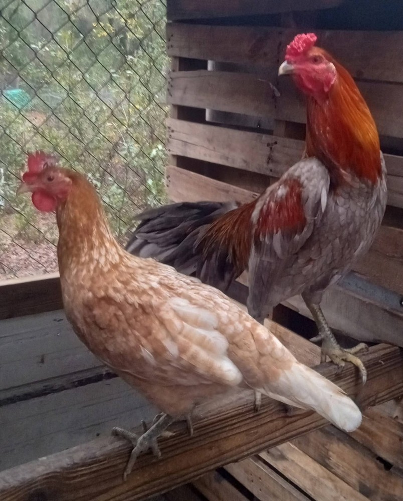 6+ Quality Landrace Chicken Hatching Eggs
