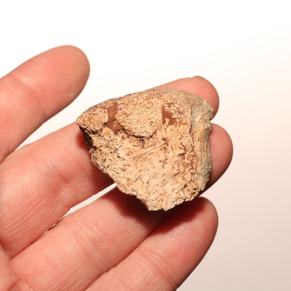 Dinosaur Vertebrae Process Predation Gnaw Bite - Hell Creek Formation Cretaceous