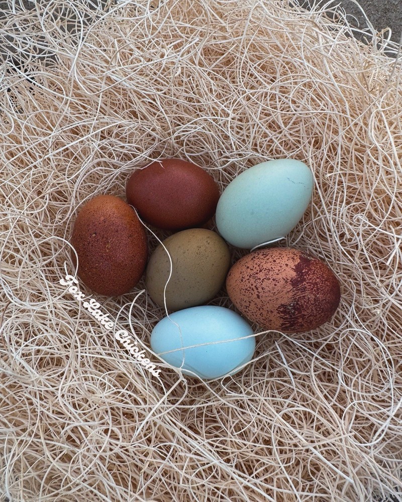 Rainbow Hatching Eggs 12+ Multi-gen Olive & Easter Egger + Black Copper Marans
