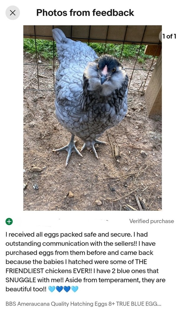 Whiting True Blue Fertile Hatching Eggs (12 Eggs | One Dozen)