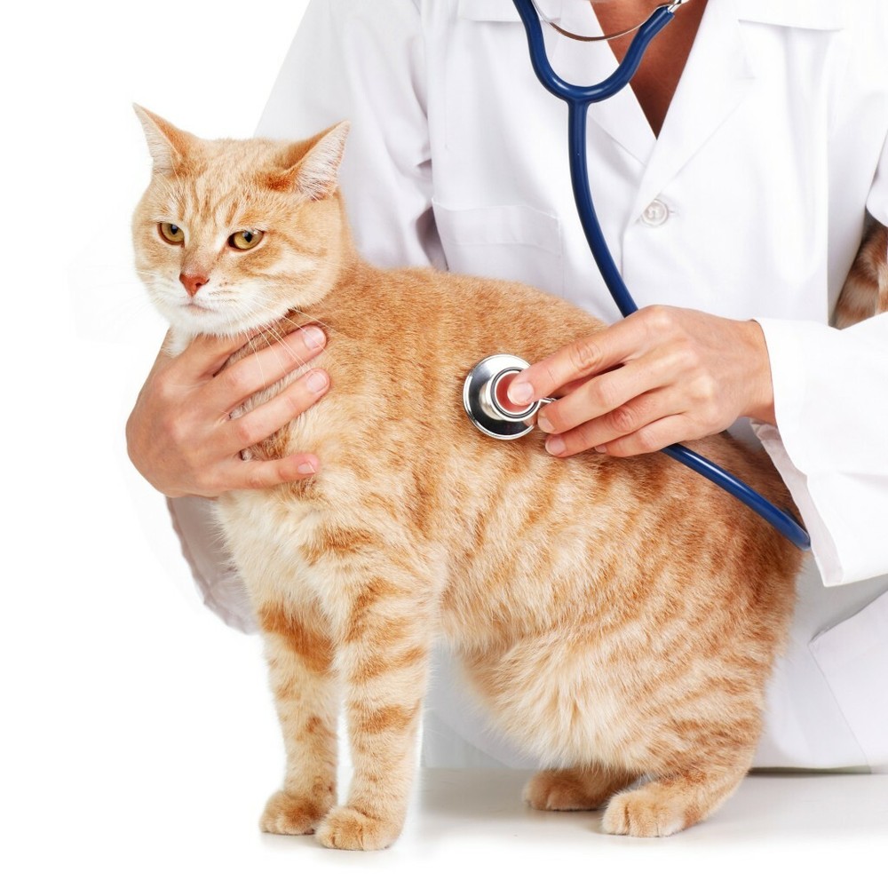 cat immune system boost - CAT OMEGA 3 FATTY ACIDS - joint supplements cats 2B