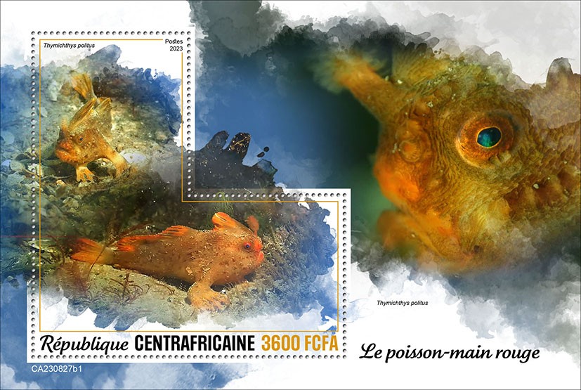 Red handfish