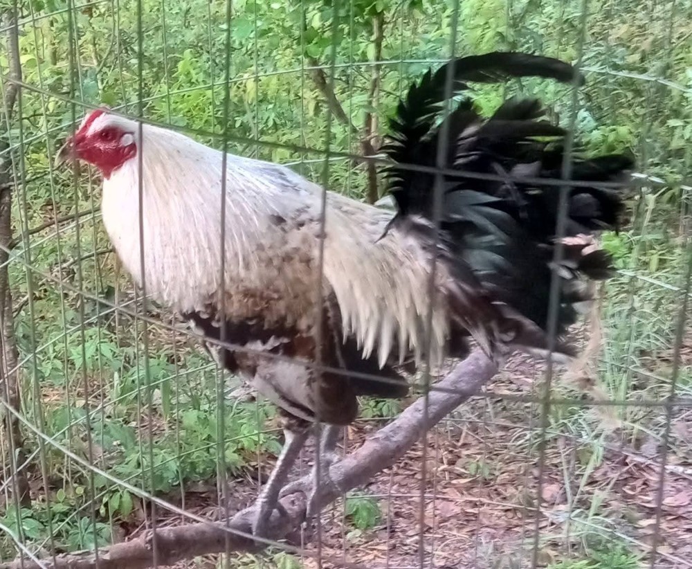 6+ Quality Landrace Chicken Hatching Eggs