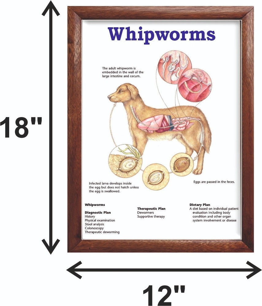 Whipworms Chart 12x18 inches