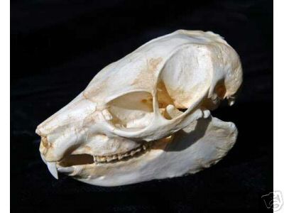 Tree Hyrax skull REPLICA