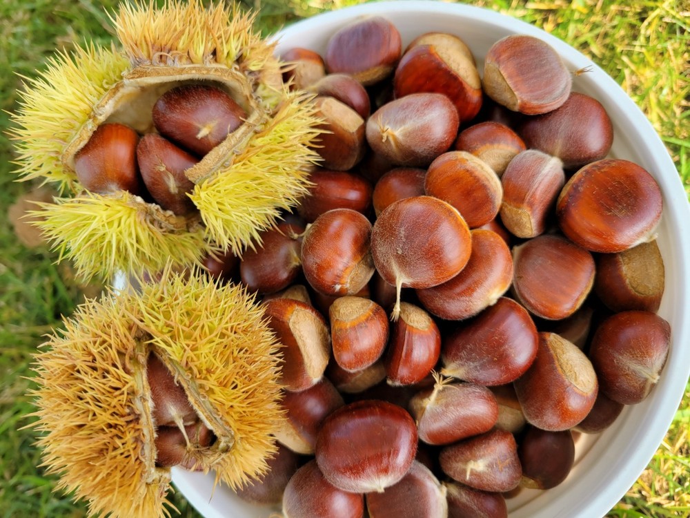 Chinese Chestnut Tree Seedlings - 5 Bareroot Trees - 12" to 20" - Quick Ship !