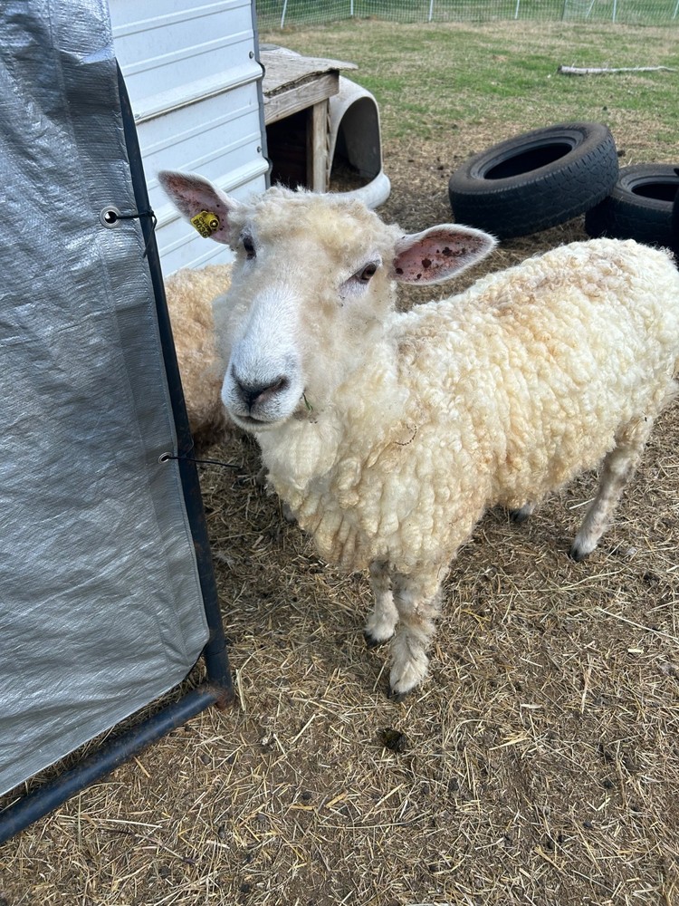 Cotswold fleece, raw wool