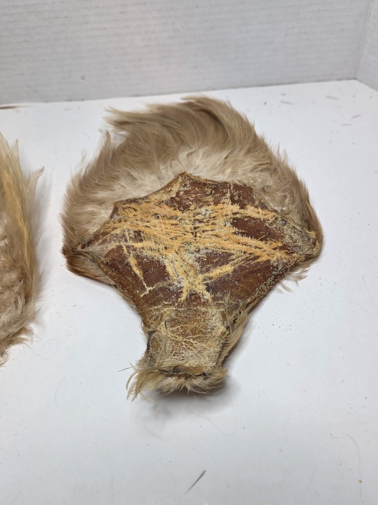 Two Ginger Saddle Hackles Fly Tying Materials Unbranded