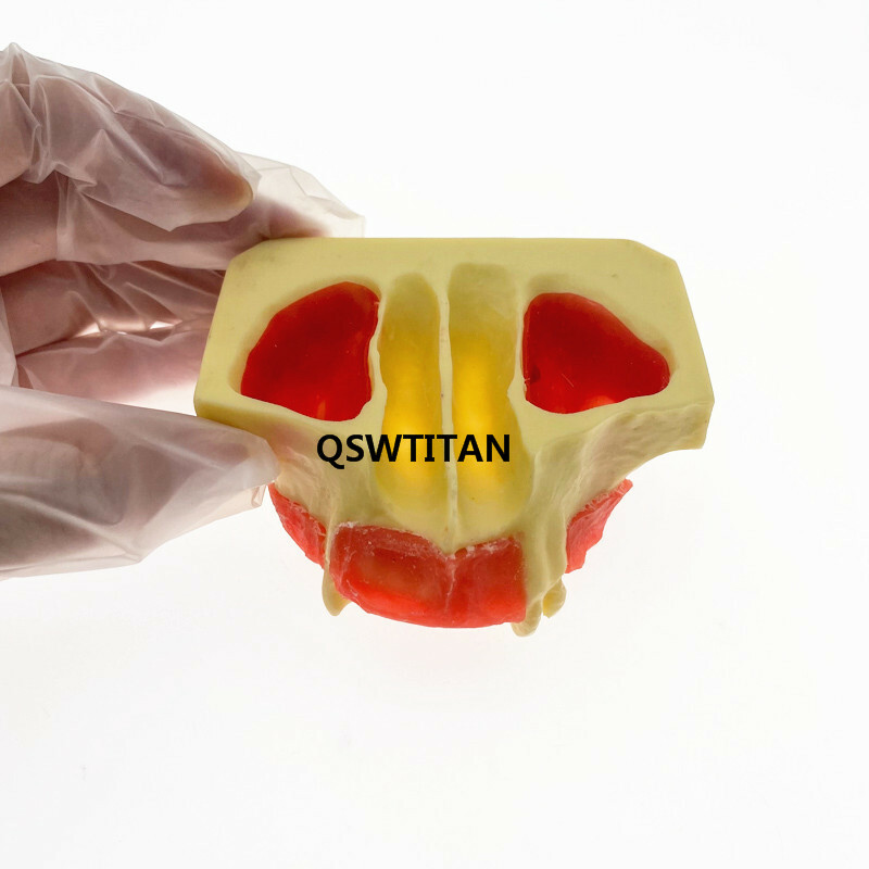 Dental Sinus Lift Practice Teeth / Tooth Model Simulation Typodont Study Model