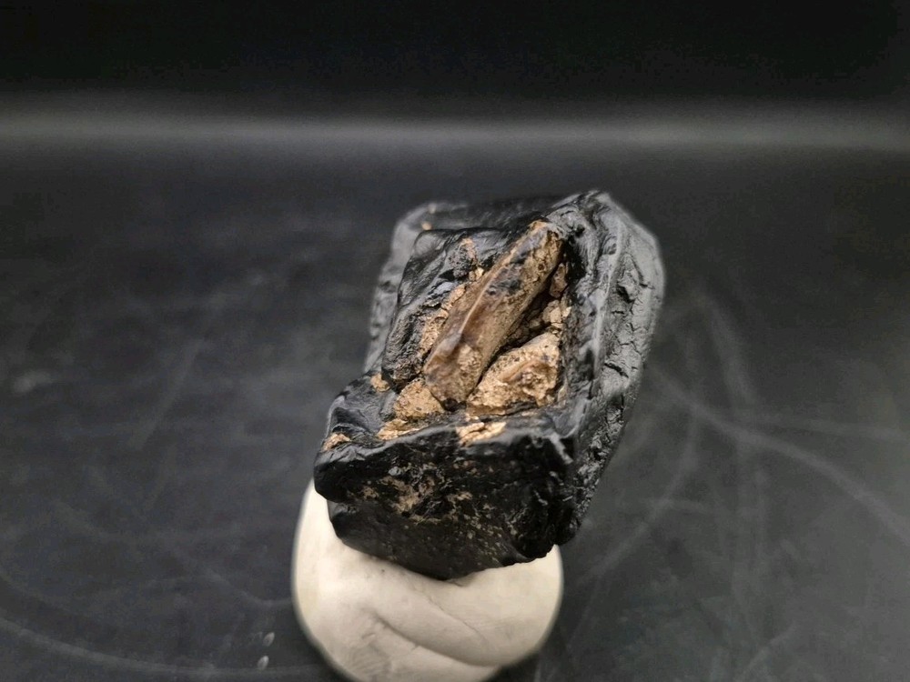 Real Fossil Dinosaur Egg Embro Permineralized Uv Reactive Atrociraptor