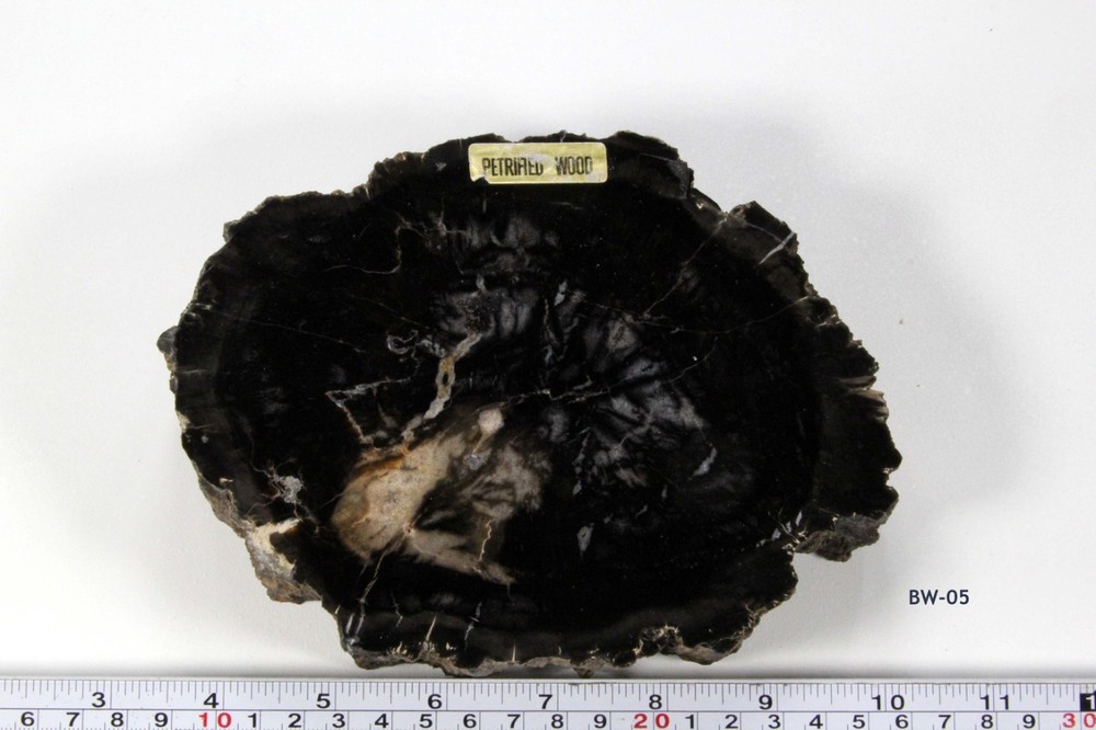 Black Petrified Wood #5