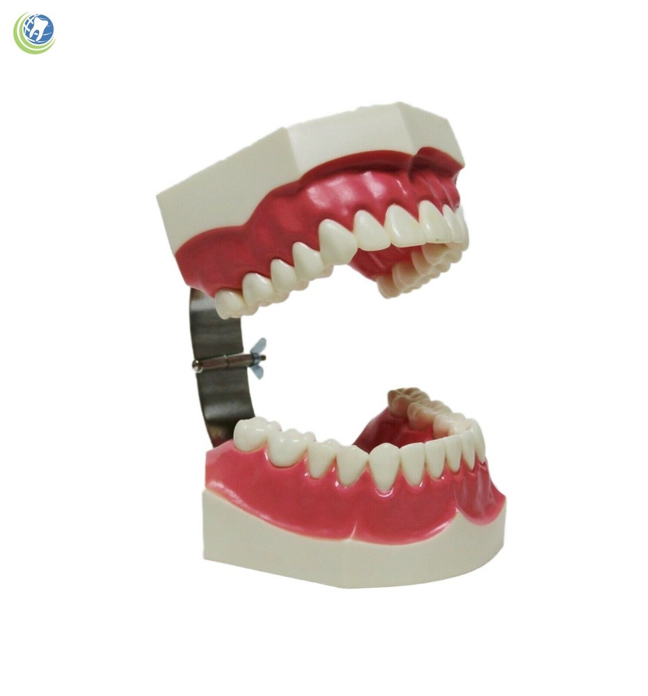 Teeth with Toothbrush Teaching Demo Model Over-sized Demonstration
