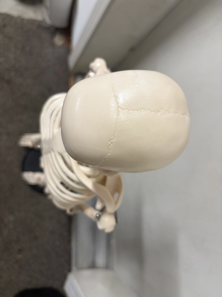 Scientific Anatomical Skeleton Model