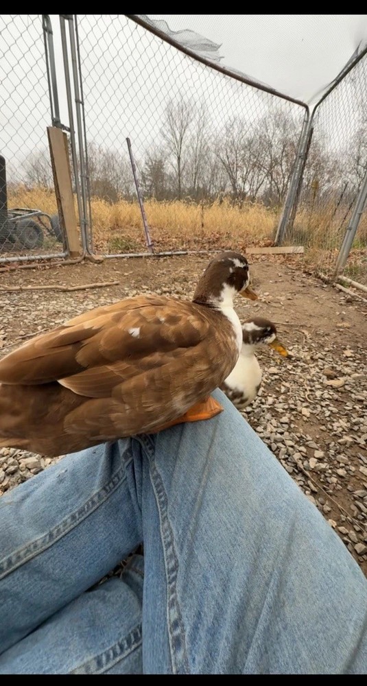 10 Call Duck Hatching Eggs