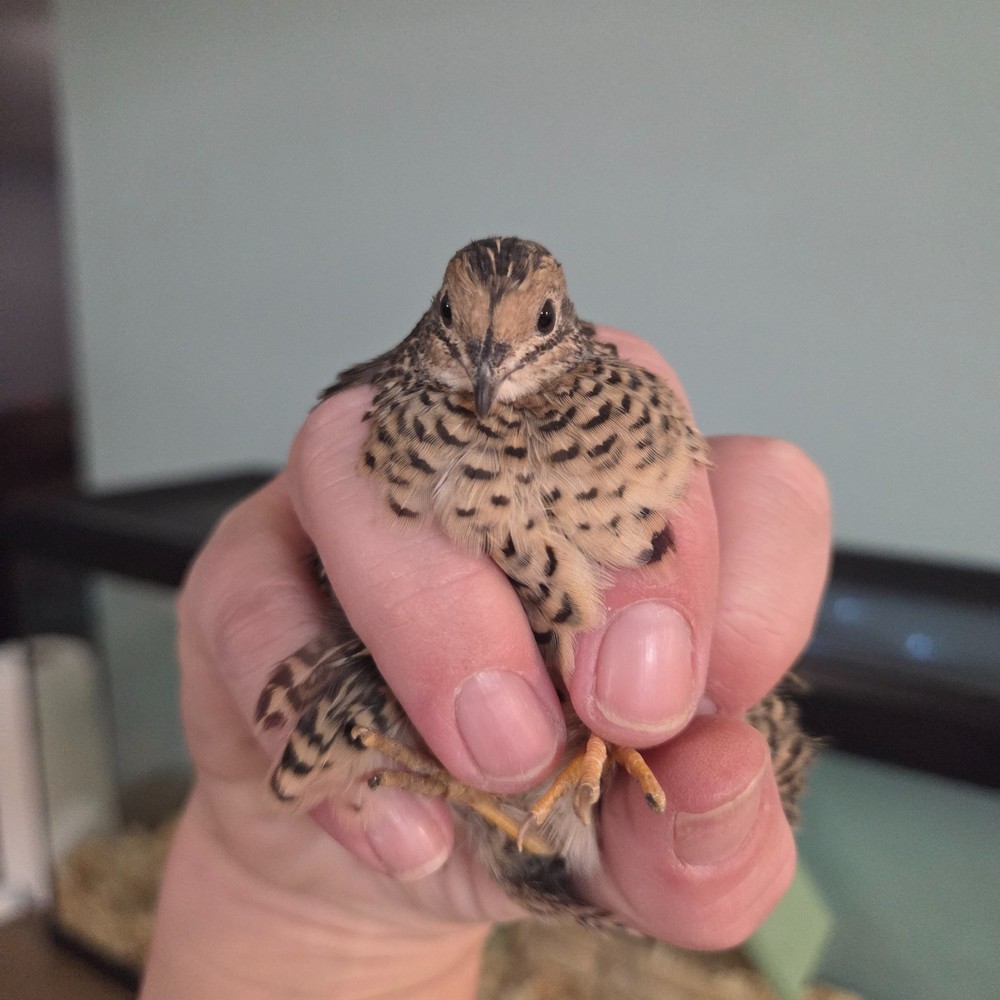 10+ Fresh Button Quail Fertile Hatching Eggs