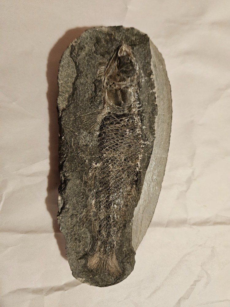fish fossil concretion