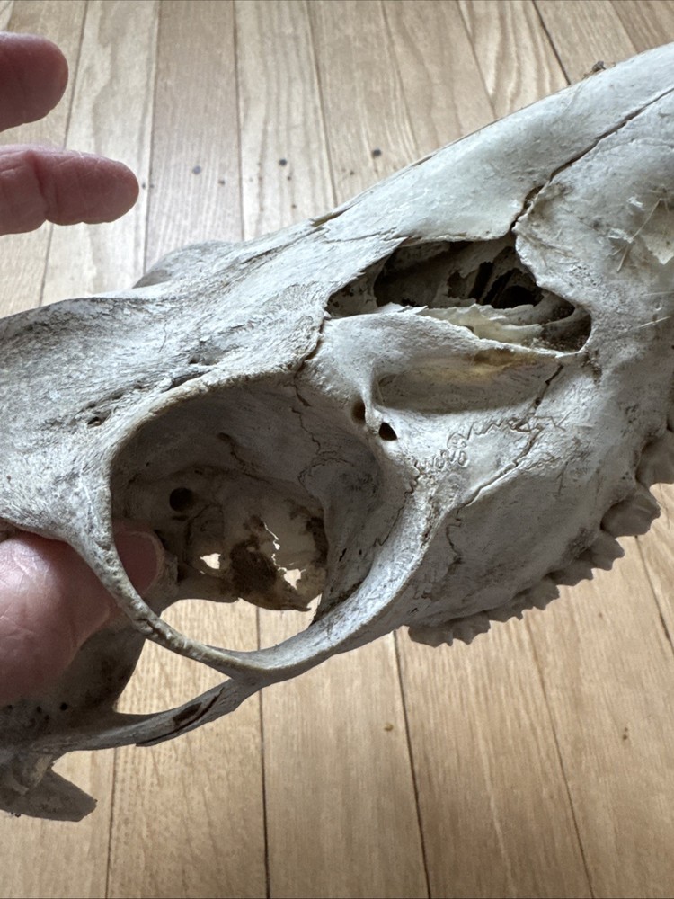 Animal Skull ? Deer Real
