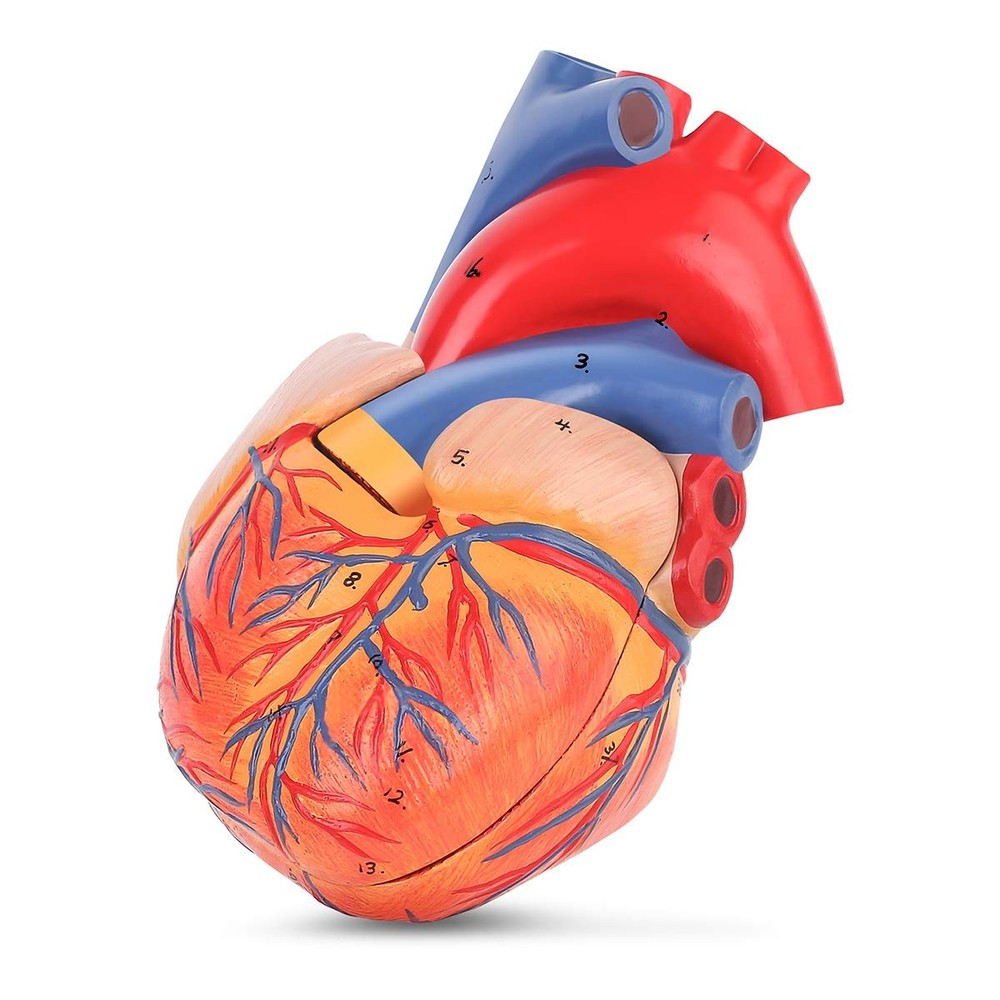 Human Heart Model, 2-Part Life Size Anatomically Accurate Numbered Heart Mode...