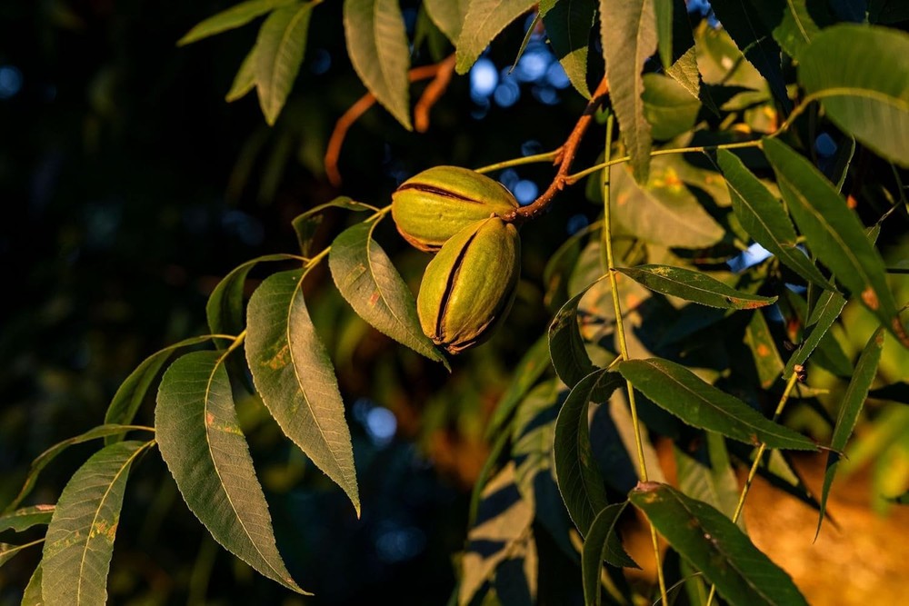 Antioxidant-Rich Georgia Pecans 5 lb
