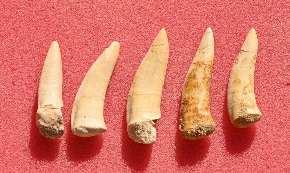 FIVE Enchodus teeth, from Morocco #2