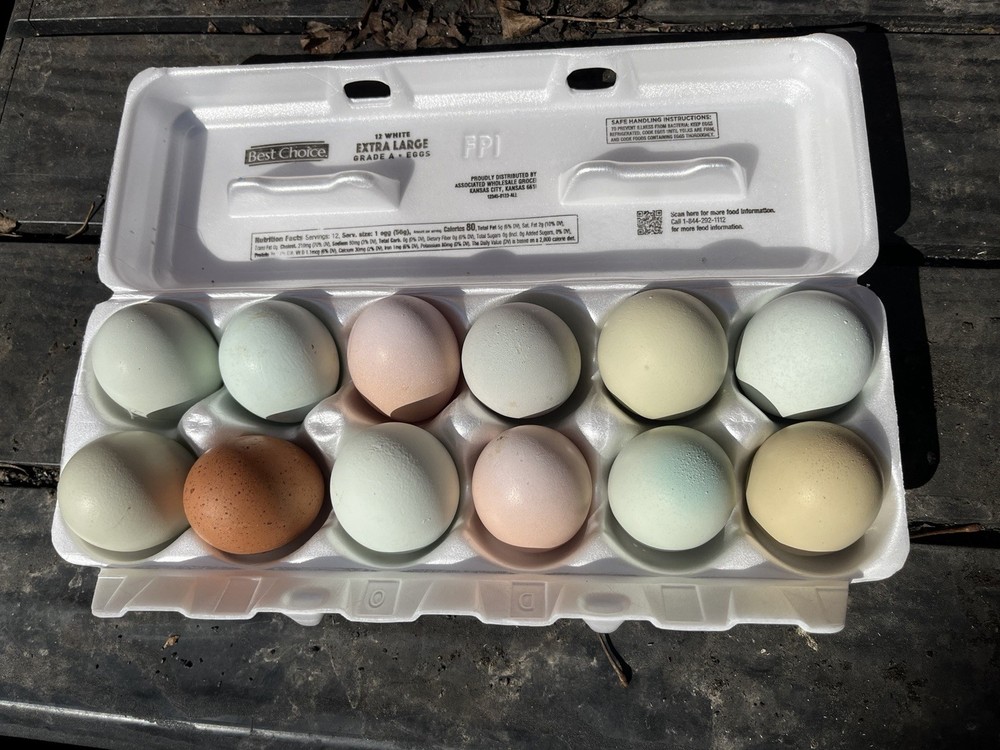 16 + Rainbow Hatching Eggs Easter Egger Olive Egger Ameraucana Priority Shipping
