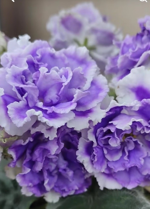 African Violet PLANT ~ LILON LILA Starter