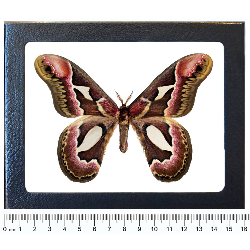 Rothschildia jacobaeae pink red saturn moth Argentina FRAMED