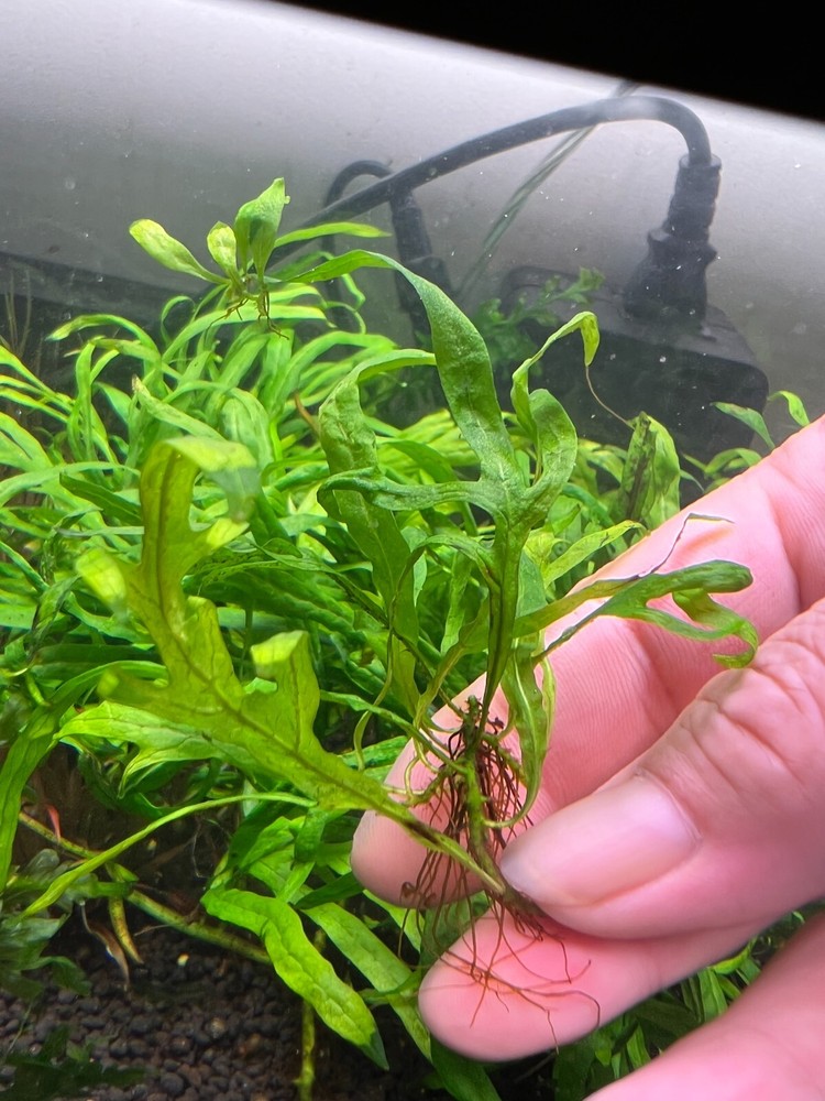 Java Fern Mini Trident Rare Live Aquarium Plant
