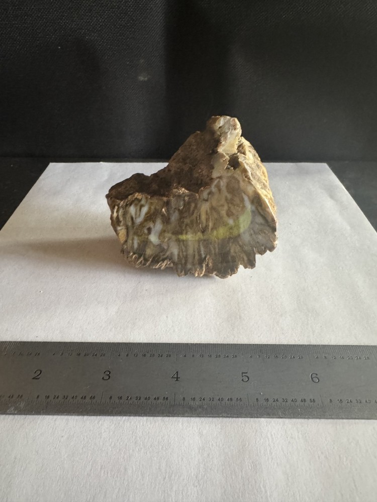 .85 lb PETRIFIED WOOD SPECIMEN