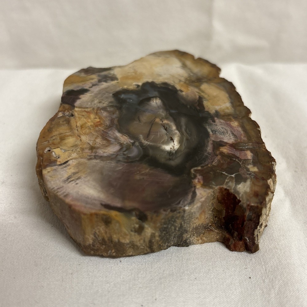 Petrified Wood (3.5” x 2.5”)