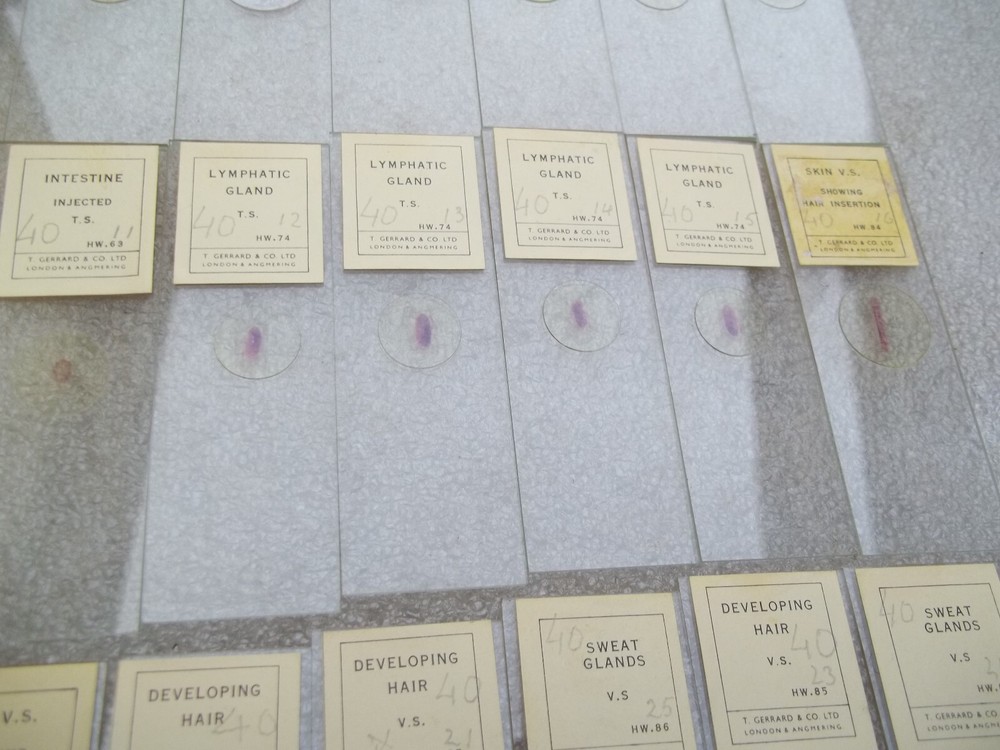 Vintage Glass Microscope Slides -