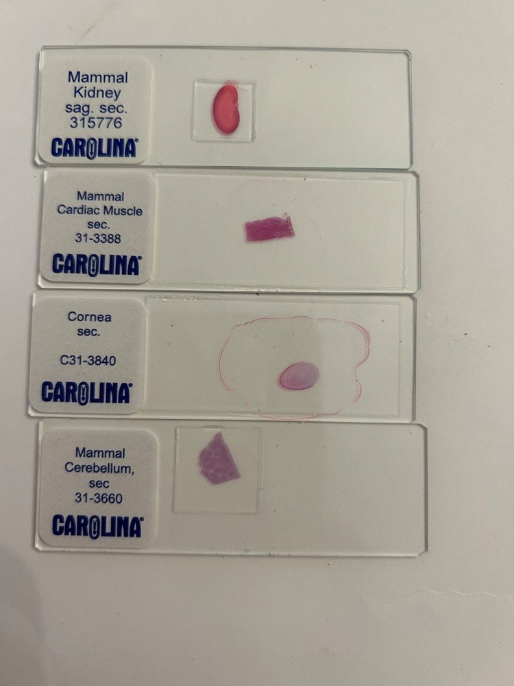 C80148 Microscope Slide - Mammalian Organs