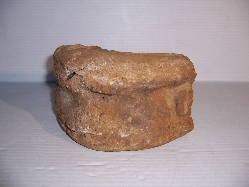 Fossil Bone Dinosaur Vertebrae 7" x 5" x 4 1/4"