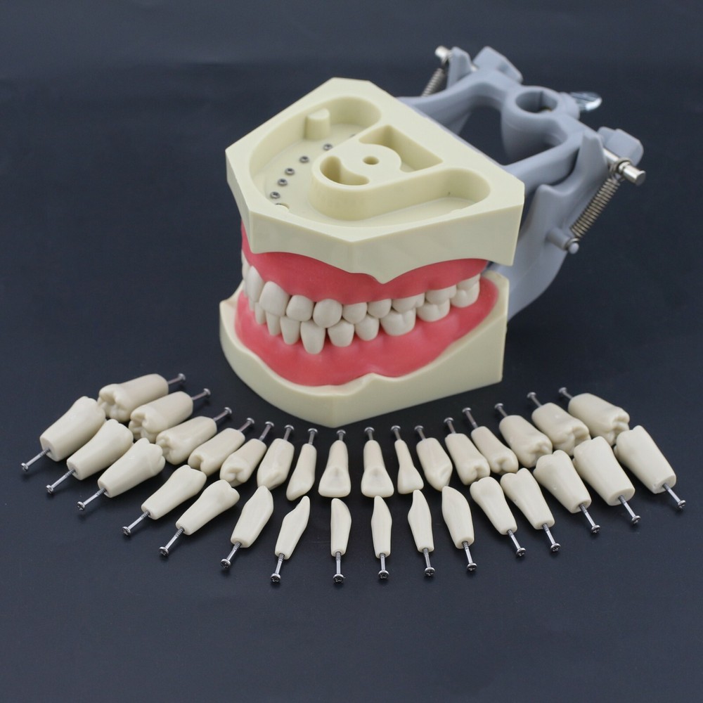 Columbia 860 Type Dental Typodont Teaching Exam Model 32PCS Teeth Removable