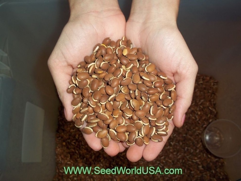 LabLab Seed - 1 Lb. (Excellent Food Plot Seed)