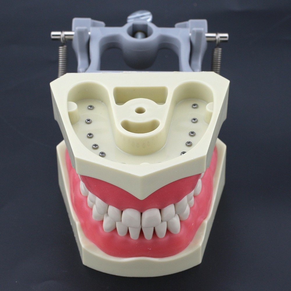 Dental Typodont Model Columbia Dentoform 860 Type With 32pcs Removable Teeth