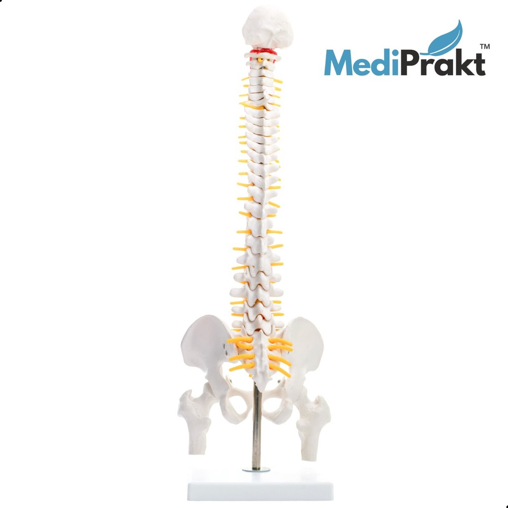 MediPrakt | JOINT MODEL COMBO - 4 | Hip Shoulder Knee Mini Spine